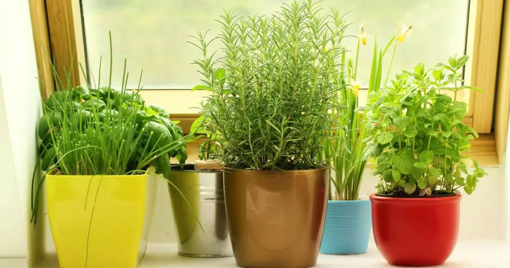 Best Indoor Plants that Repel Mosquitoes
