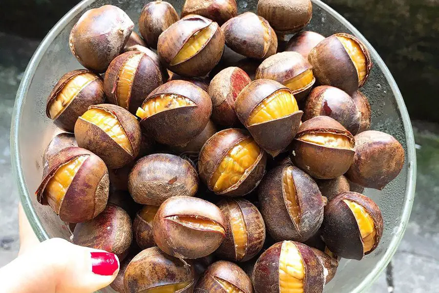 Boiled Chestnuts: The Easy, Healthy, and Delicious Snack 