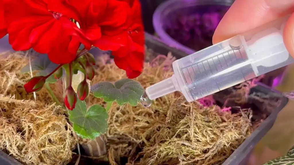 Boost Your Garden’s Winter Vitality: Nourish Roots and Flowers with a Scoop!