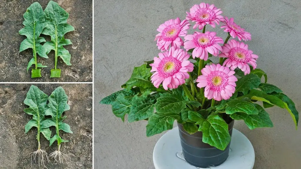 Boosting Gerbera Root Growth with Aloe Vera: Best Planting Technique for Rapid Results