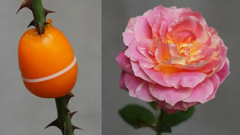 Boosting Rose Growth: Surprising Benefits of Tomato Stimulation