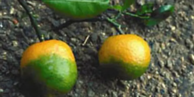 Causes of Fruit Drop in Orange and Lemon Trees