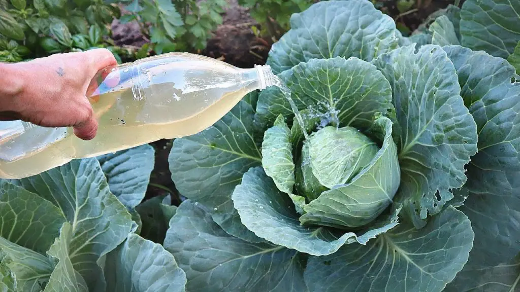 Cómo Preparar Sprays Naturales para Eliminar Plagas en el Jardín