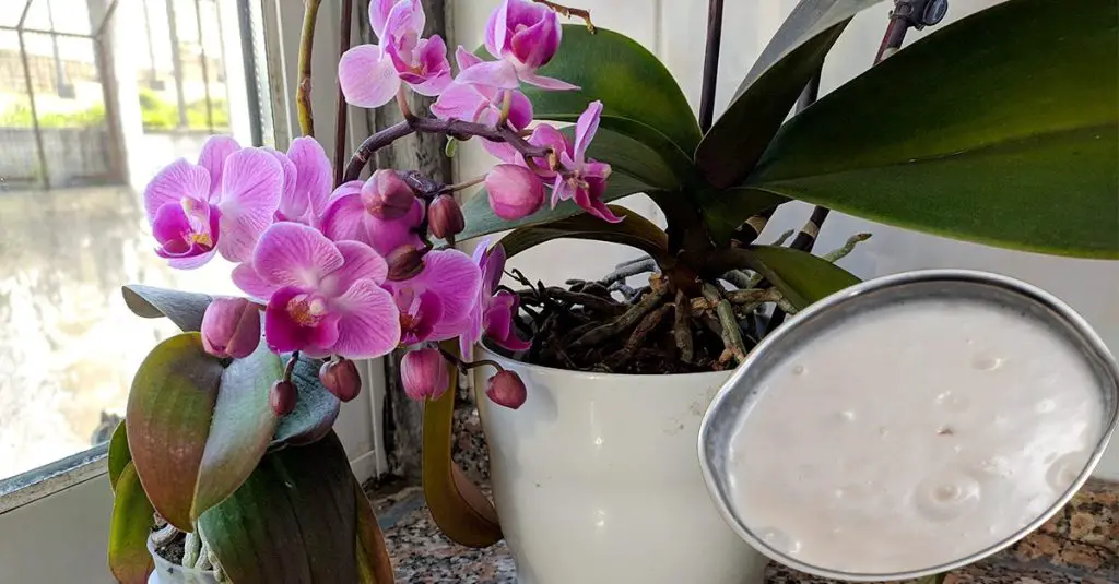 Cómo abonar orquídeas: el método natural y eficaz