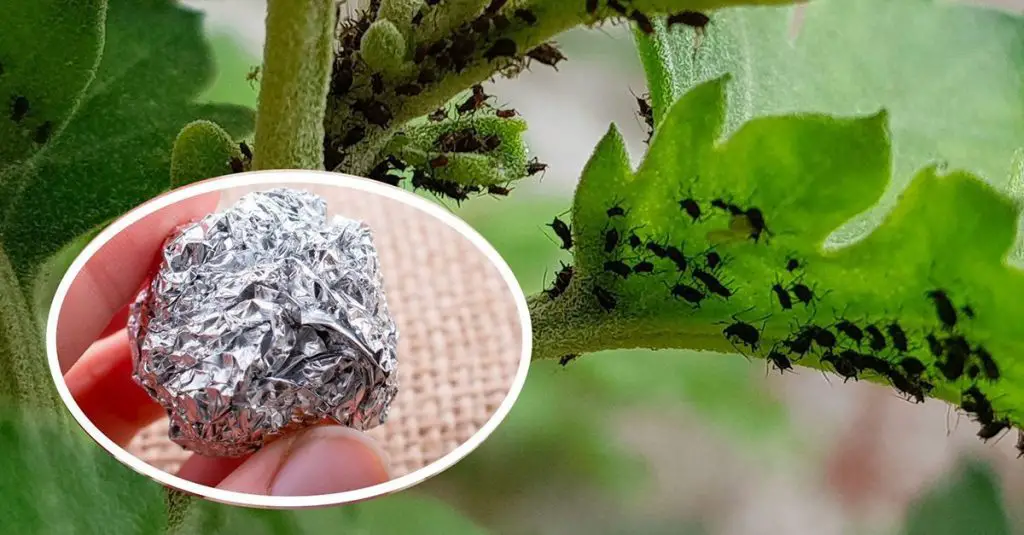 Cómo alejar a los insectos de las plantas
