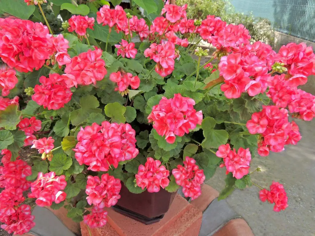 Cómo alimentar a los geranios en primavera.