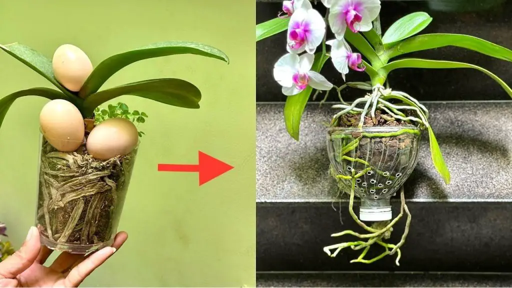 Cómo alimentar correctamente a las orquídeas: el método de la cáscara de huevo