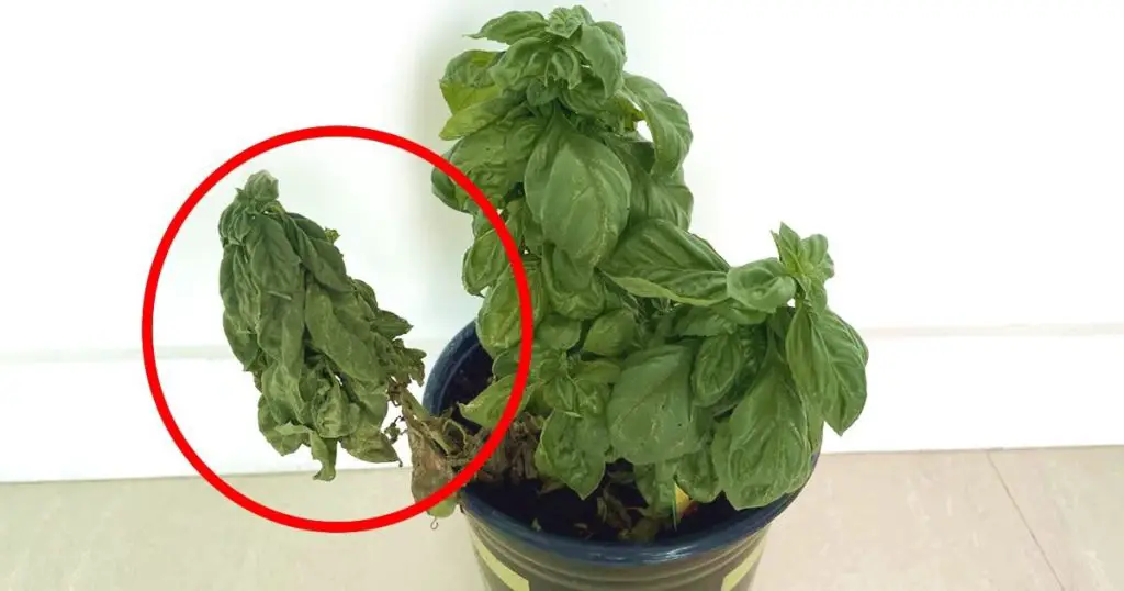 Cómo cuidar adecuadamente las plantas: los errores más comunes en jardinerí