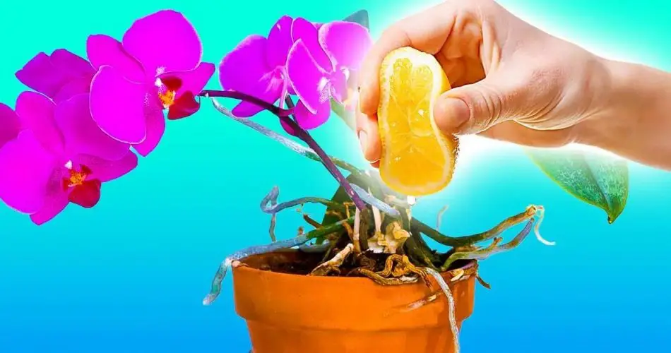 Cómo cuidar las orquídeas con jugo de limón