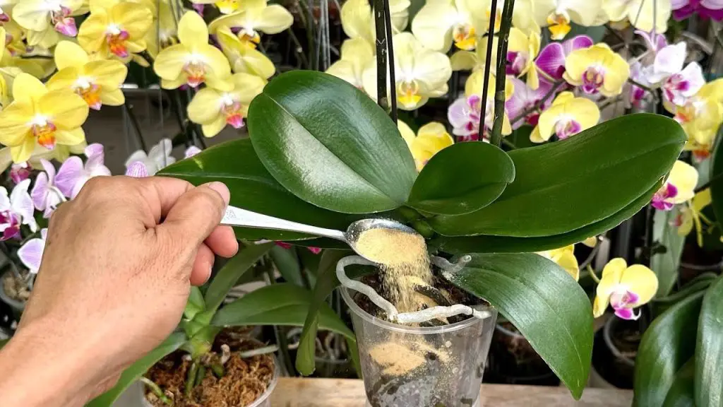 Cómo cuidar una orquídea moribunda: el método natural con canela