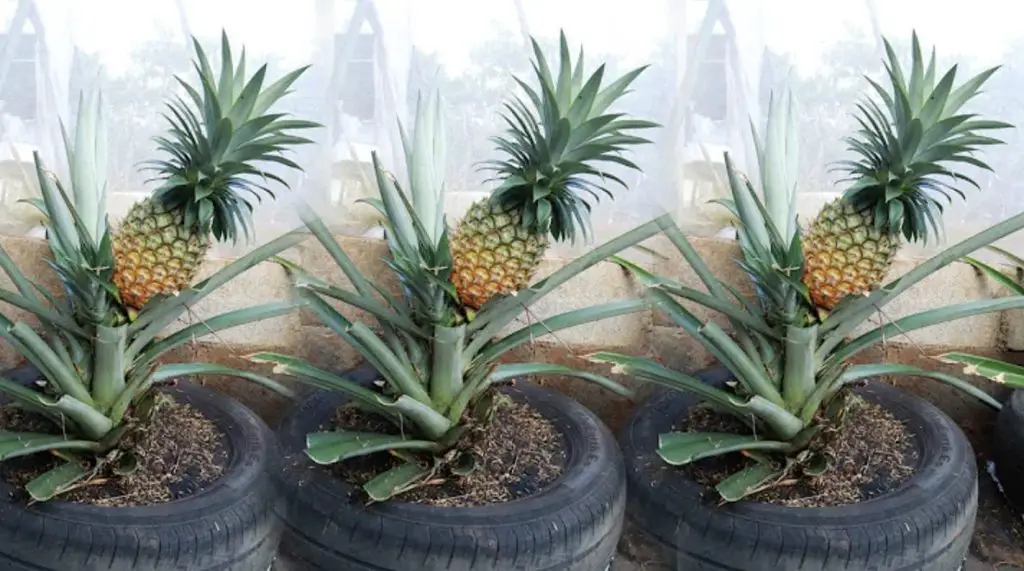 Cómo cultivar piña con un método realmente sencillo