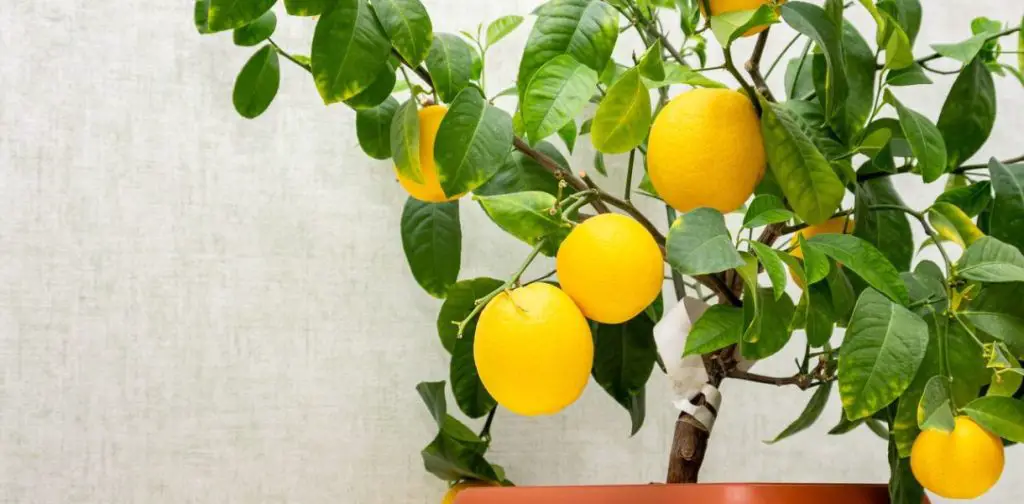 Cómo cultivar y cuidar un limonero en maceta: la guía completa