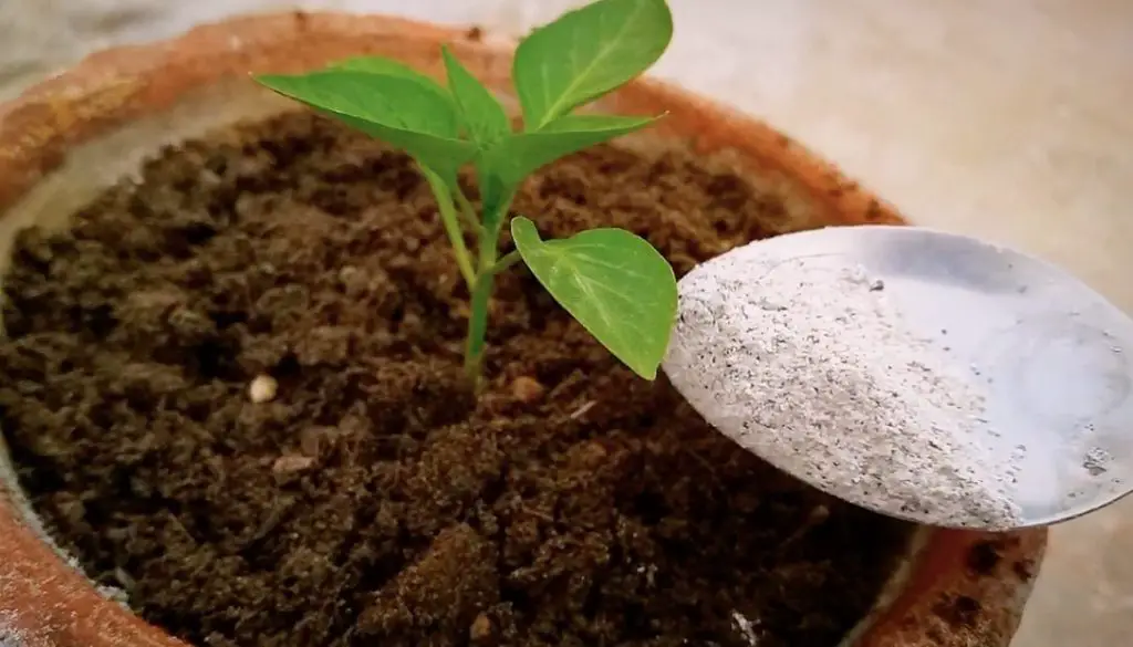 Cómo curar la planta de pimiento en deficiencia de nutrientes