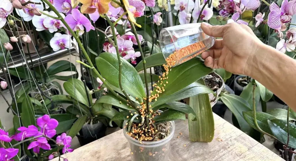 Cómo curar plantas moribundas: el remedio natural con lentejas