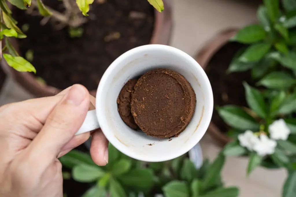Cómo estimular las plantas con flores: 3 métodos simples para probar