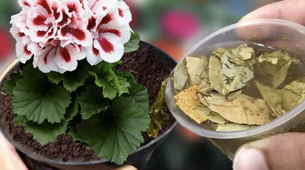 Cómo hacer “té de compost”: la infusión para alimentar a tus plantas