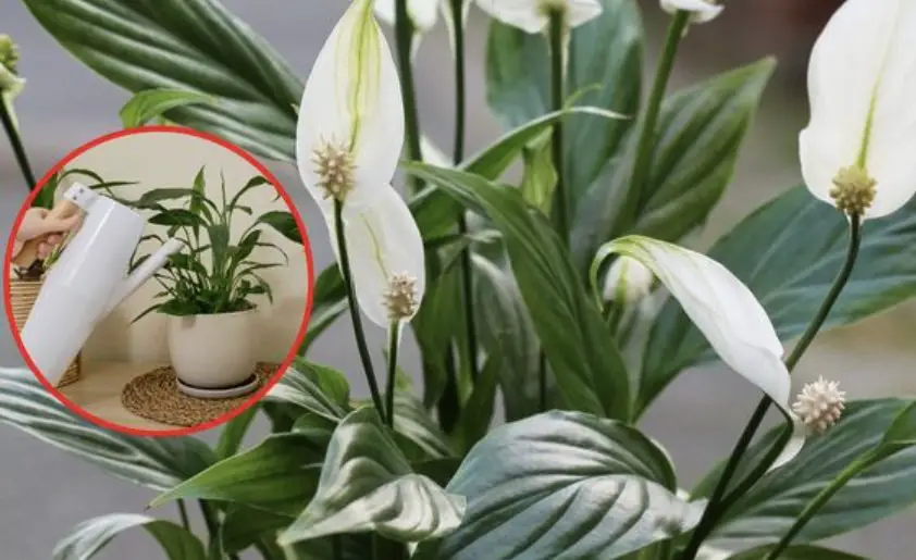 Cómo hacer un abono natural: el método con aloe y cúrcuma