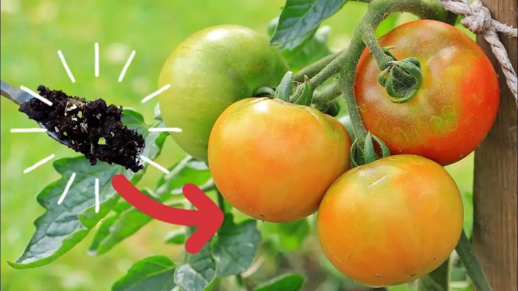 Cómo hacer un abono natural para plántulas de tomate