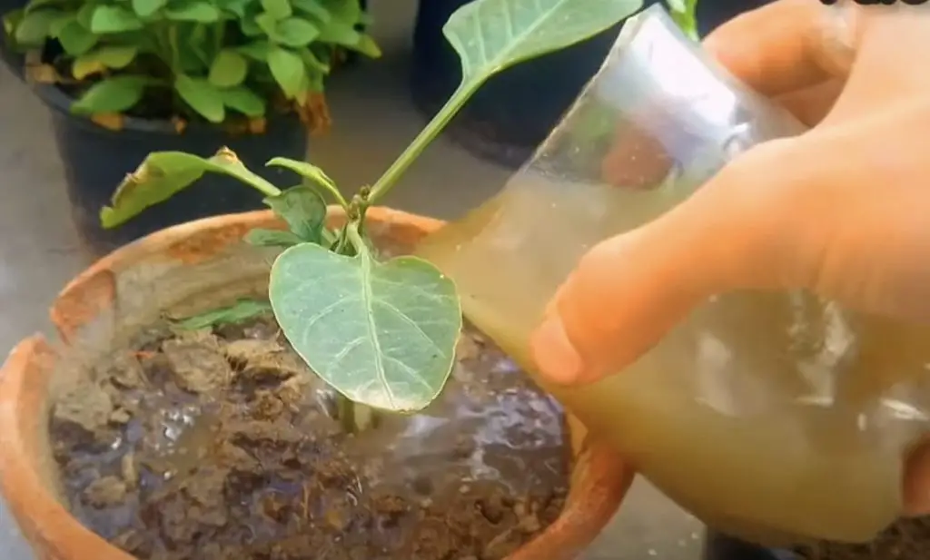 Cómo hacer un abono para plantas: el método solo con ingredientes naturales