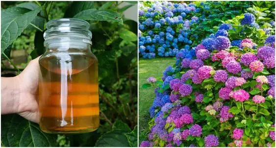 Cómo hacer un fertilizante para plantas con flores.