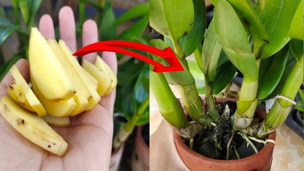 Cómo hacer un gran abono orgánico: el método con patatas