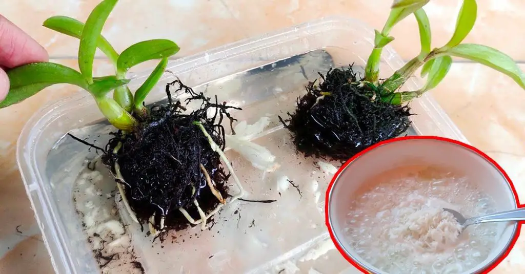 Cómo limpiar las raíces de las plantas: dos ingredientes para tenerlas sanas y fuertes