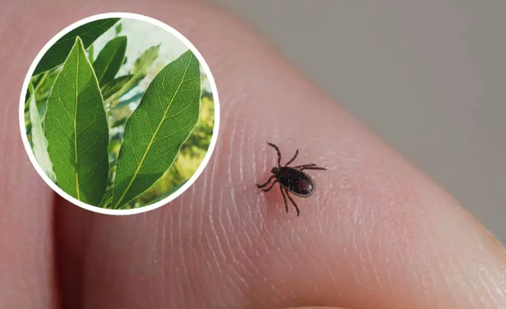 Cómo mantener las garrapatas lejos del jardín