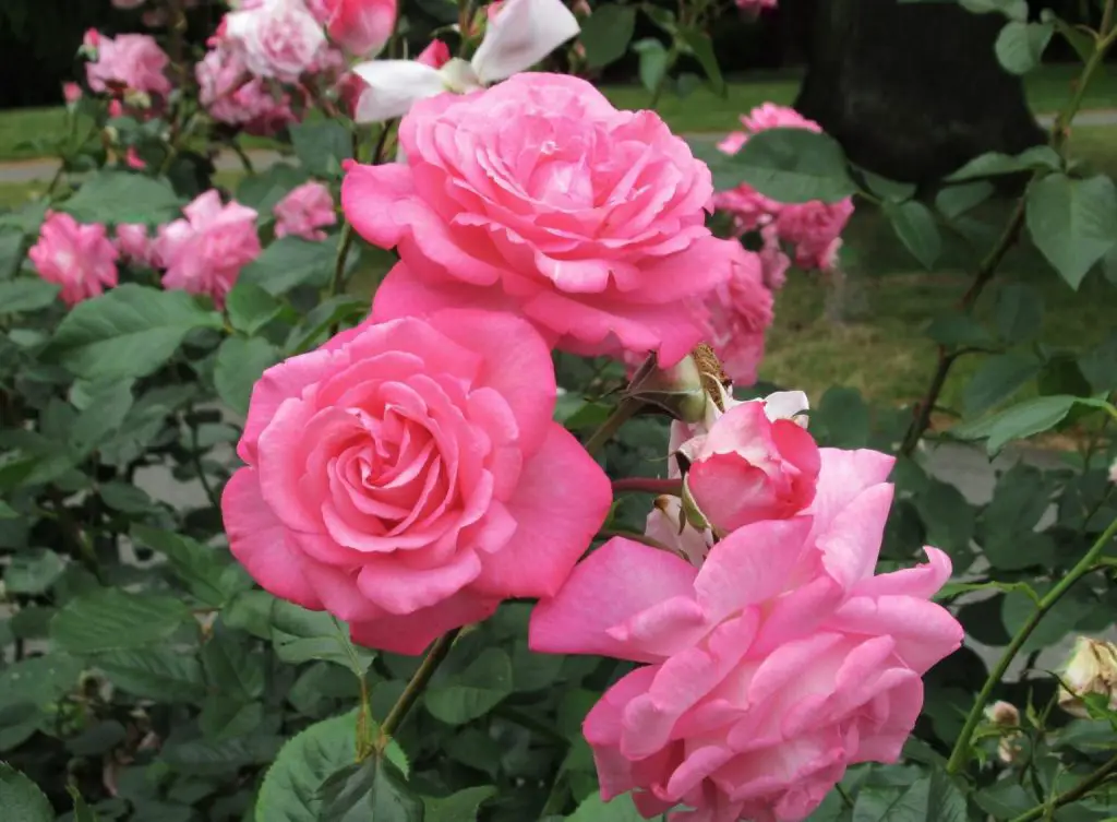 Cómo prolongar la floración de rosas en maceta.