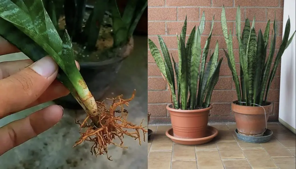 Cómo propagar Sansevieria: dos formas prácticas y rápidas.
