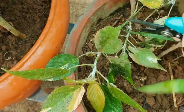 Cómo proteger las plantas de los pulgones: 5 consejos útiles
