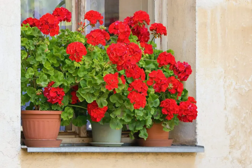 Cuáles son las plantas más resistentes al calor: perfectas para tener en balcones y terrazas
