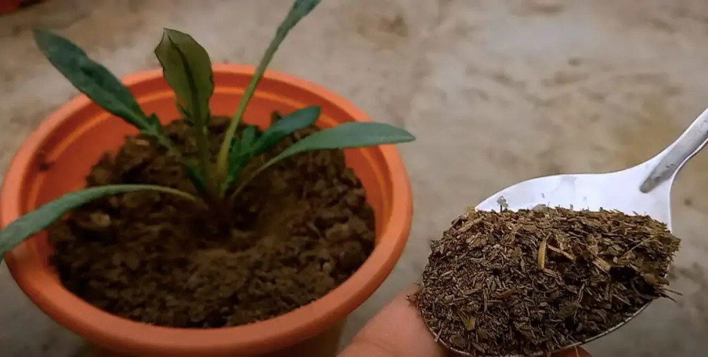 Cuáles son los beneficios del compost y cómo usarlo correctamente