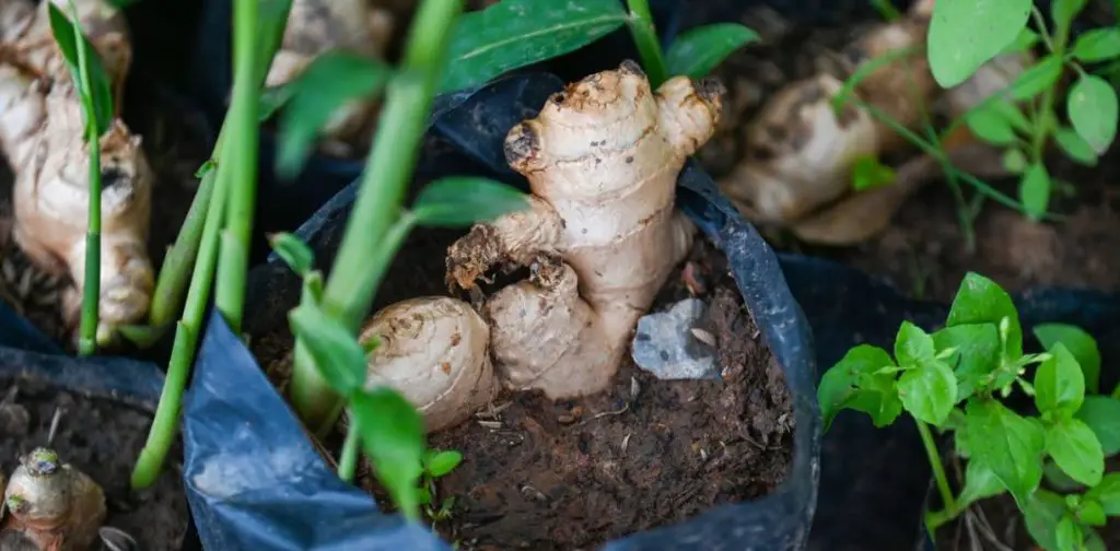 Cultivar jengibre en maceta: una guía completa para tener una planta aromática al alcance de la mano
