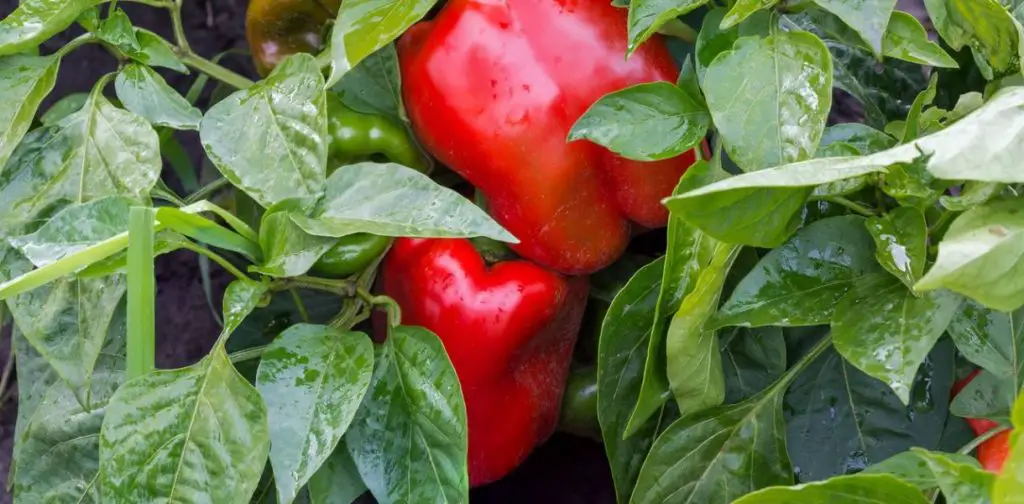 Cultivo de pimientos: los pasos clave para una cosecha abundante