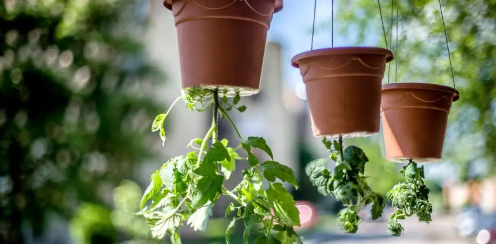 Cultivo invertido de tomates: un método innovador para optimizar el espacio