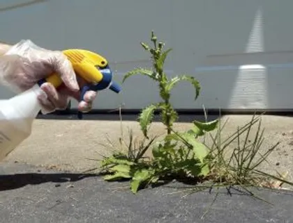 DIY 3 Ingredient Weed Killer
