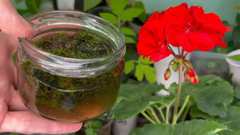 Discover the Miracle Feed: Transforming Frail Geraniums and All Flowers into Lush Green and Blooming Beauties!