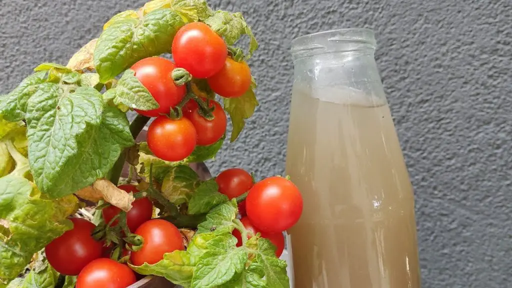 Don’t Miss Out on a Bountiful Tomato Harvest The Key Ingredient You Shouldn’t Skip!