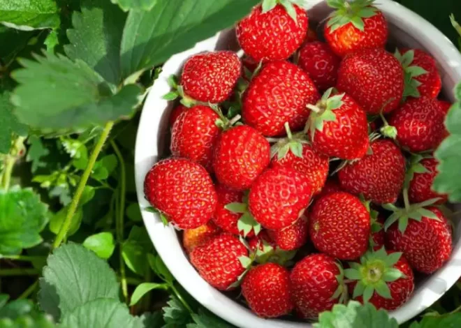 Duplicar su cosecha de fresas: consejos probados para una producción exitosa