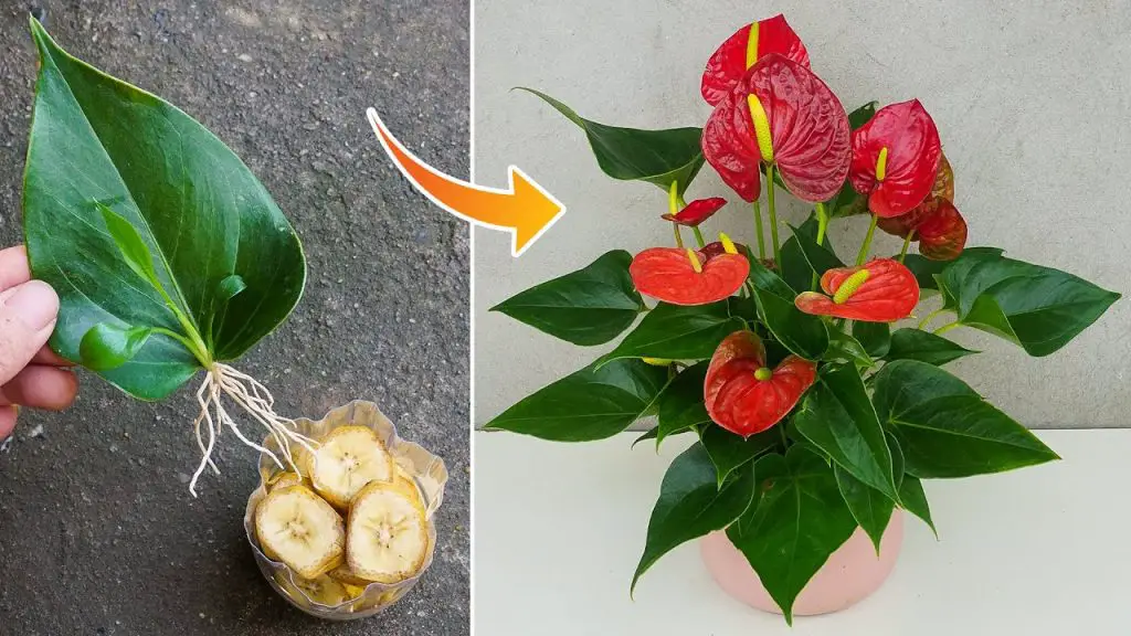 Easy Anthurium Propagation with Banana: Enhance Your Flower Pots with Beautiful Blooms
