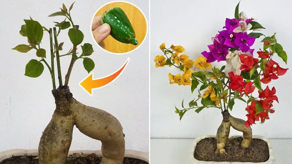 Easy Bougainvillea Grafting: Creating a Stunning Four-Color Bougainvillea Pot with Papaya Resin