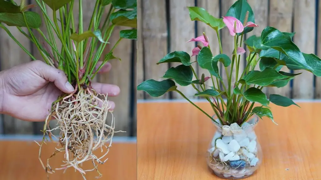 Easy Guide: Growing Stunning Aquatic Red Sail Plants for Office Decoration