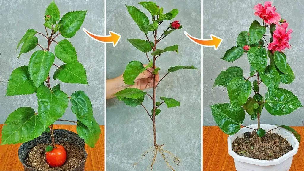 Easy Guide: Propagating and Growing Hibiscus from Cuttings with Tomato