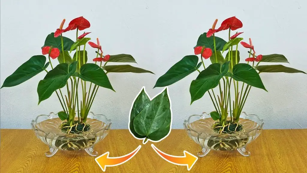 Easy Guide to Growing Anthurium from Leaves for Air Purification