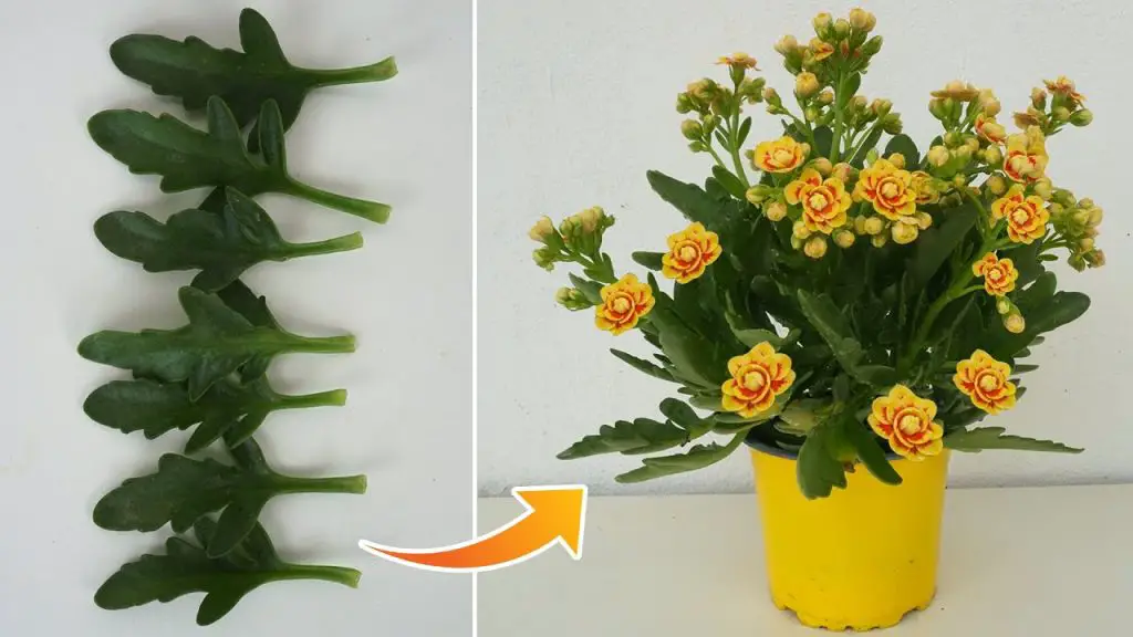 Easy Guide to Growing Kalanchoe from Leaves: Enjoy a Lifetime of Yellow Blooms
