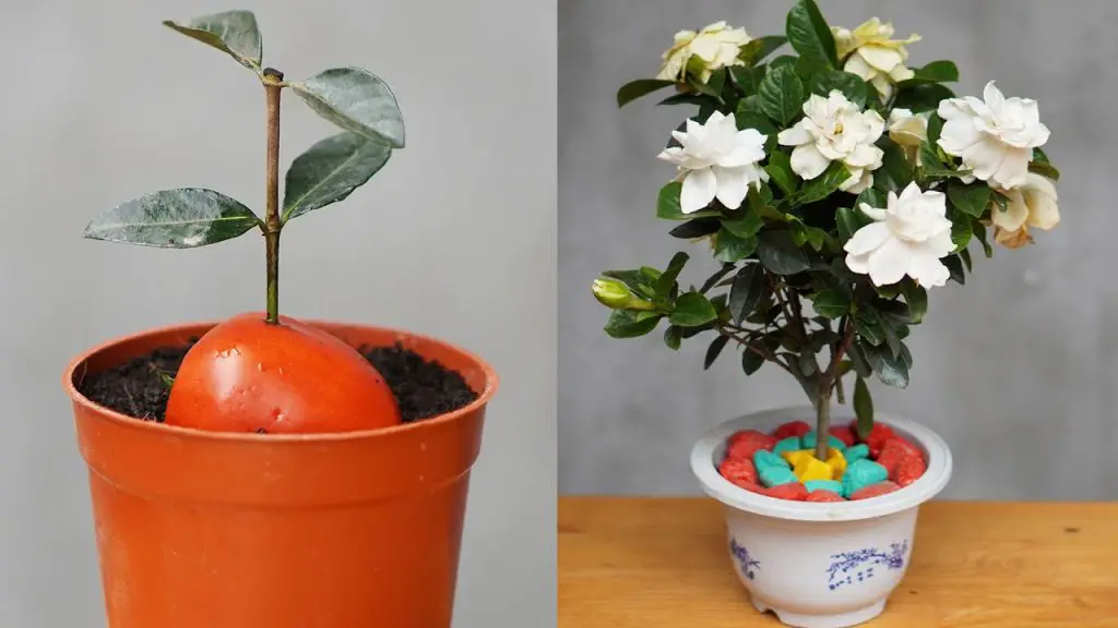 Easy Guide to Propagating and Caring for White Lily of the Valley with Tomatoes