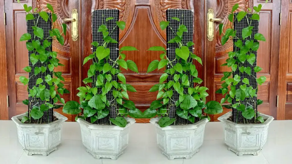 Easy Indoor Air Purification How to Grow Pothos Plants to Absorb Toxic Gases