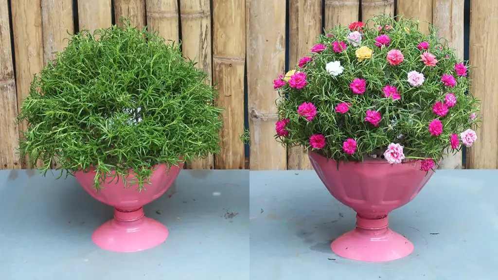 Easy Vertical Garden Ideas with Vibrant Portulaca (Mossrose) Flowers