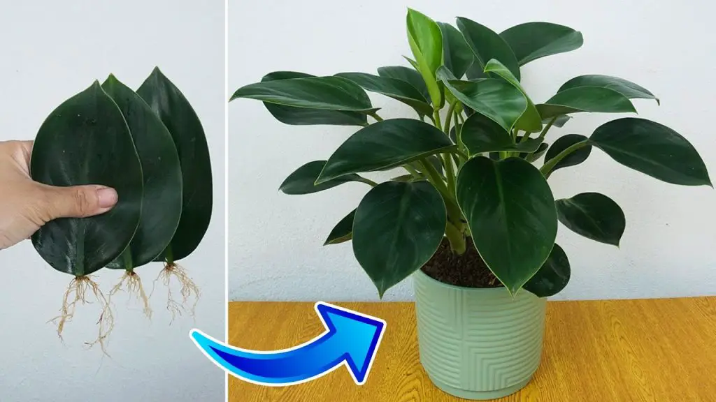 Easy and Effective Method for Propagating Pothos from Leaves: Updated Techniques for Success