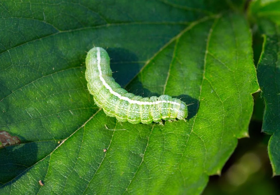 Effective remedies for Naturally Eliminating Green Caterpillars